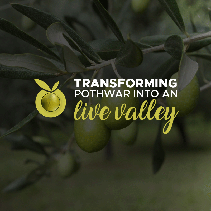 Olive-valley